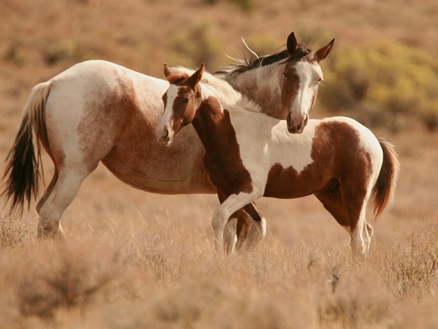 Интересные факты лошадях в Барнауле | ЗооТом портал о животных