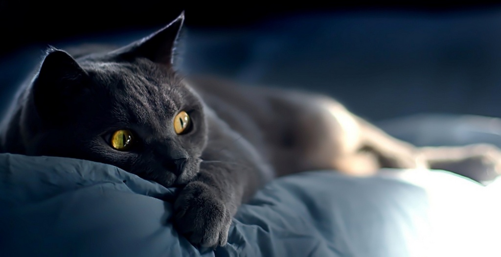 Объявления о кошках | ЗооТом - продажа, вязка и услуги для животных в Барнауле