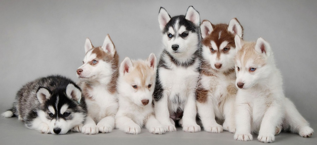 Объявления о собаках | ЗооТом - продажа, вязка и услуги для животных в Барнауле