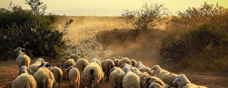 Все об овцах в Барнауле | ЗооТом портал о животных