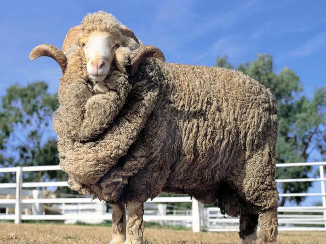 Породы овец в Барнауле | ЗооТом портал о животных