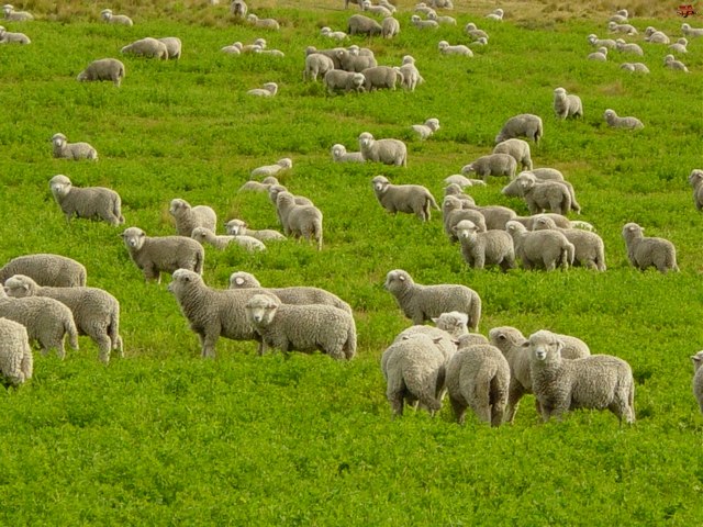 Содержание овец и уход за ними в Барнауле | ЗооТом портал о животных