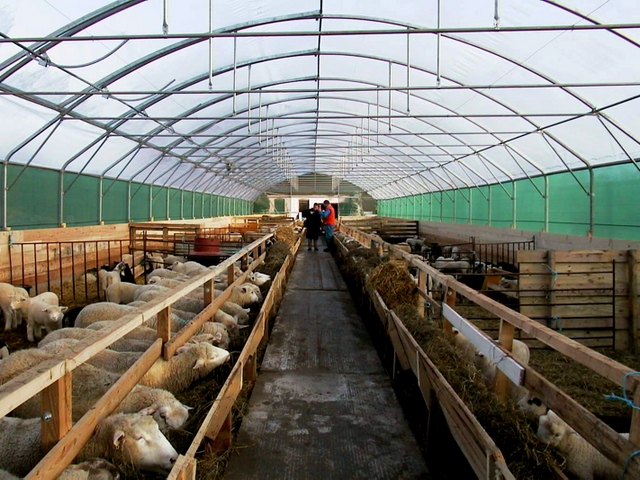 Содержание овец и уход за ними в Барнауле | ЗооТом портал о животных