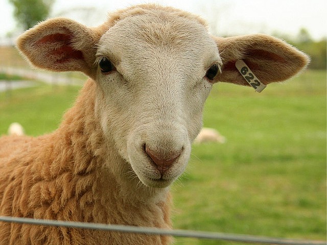 Статьи об овцах в Барнауле | ЗооТом портал о животных