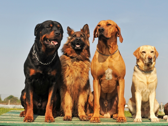 Крупные породы собак в Барнауле | ЗооТом портал о животных