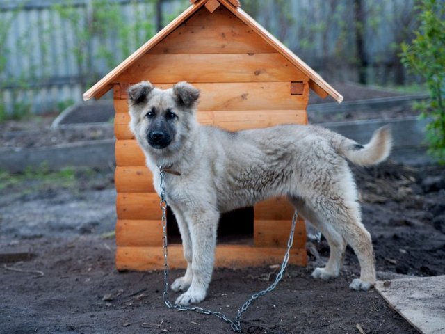 Все о собаках в Барнауле