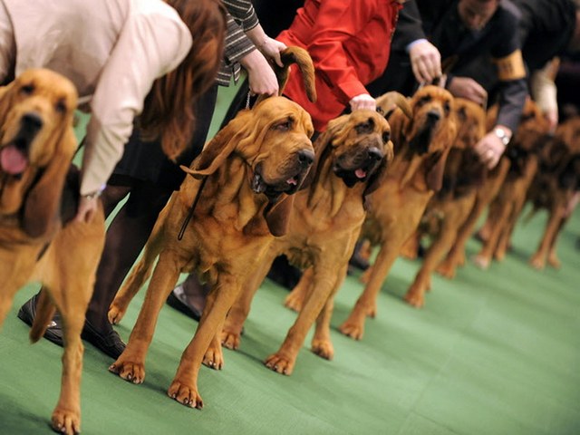 Выставки собак в Барнауле