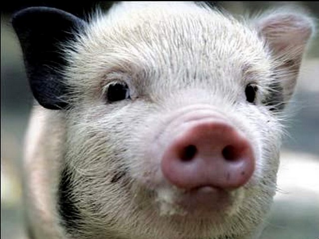 Породы свиней в Барнауле | ЗооТом портал о животных