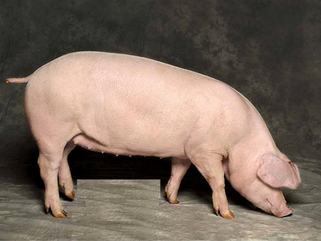 Породы свиней в Барнауле | ЗооТом портал о животных