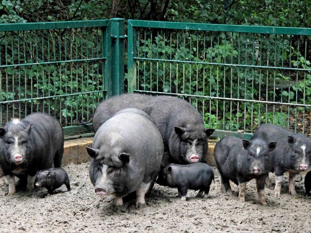 Содержание свиней и уход за ними в Барнауле | ЗооТом портал о животных