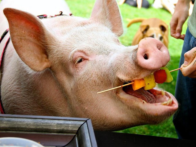 Статьи о свиньях в Барнауле | ЗооТом портал о животных
