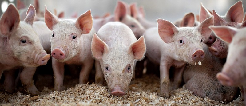 Все о свиньях в Барнауле | ЗооТом портал о животных