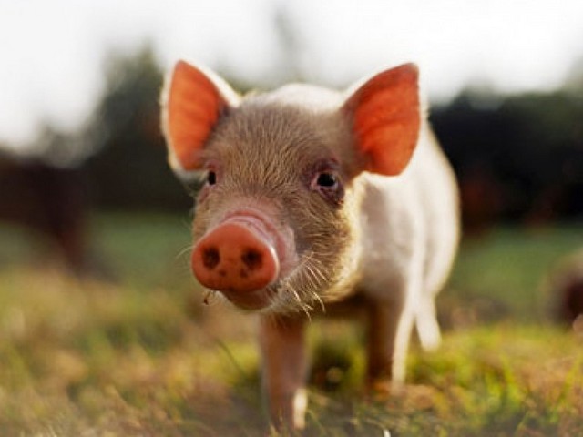 Все о свиньях в Барнауле | ЗооТом портал о животных